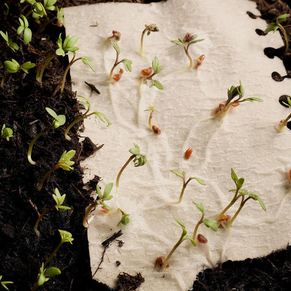 plantable seed paper